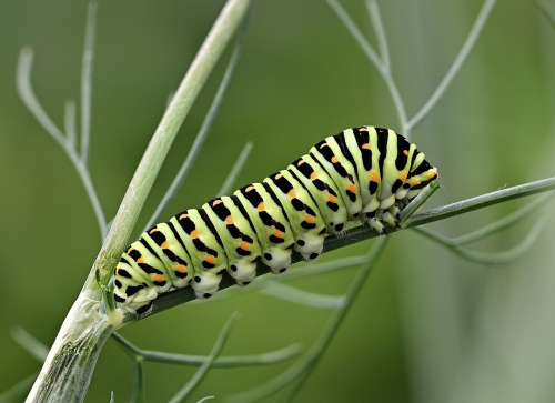 A green caterpillar on a twig.