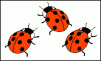 A card containing three ladybirds.