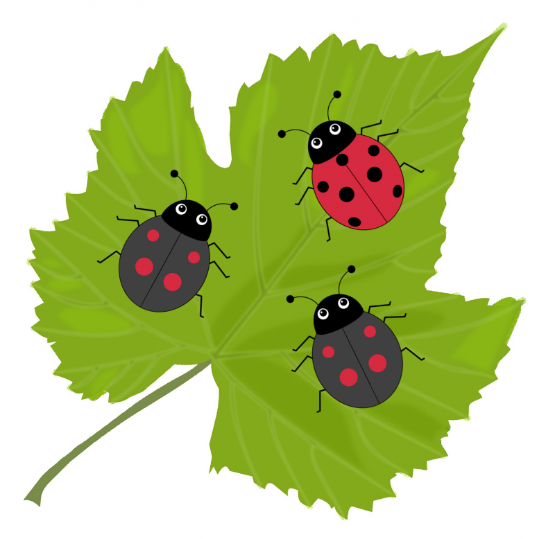 Ladybirds in the Garden