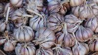 Growing Garlic