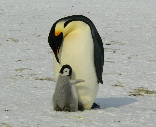 Penguin leaning down to look at its chick.