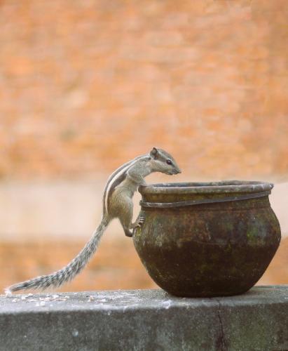 A squirrel peering into a pot.