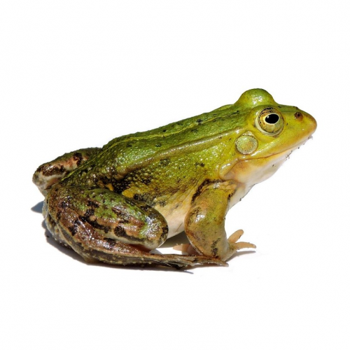 A green frog.