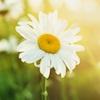 Number Daisy