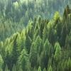 Tree tops