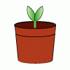 Magic Plant