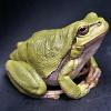 Solving together - Frogs