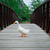 crossing the bridge