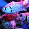 Counting Fish