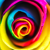 Mystic Rose