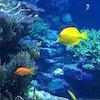 Going Deeper: Achieving greater depth in the primary classroom